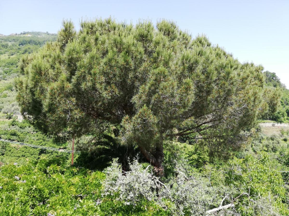 לינה וארוחת בוקר פימונטה Il Giardino מראה חיצוני תמונה